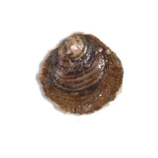 Ostra plana grande (entrega fin de semana) - 1 ud - Imagen del producto en Findit