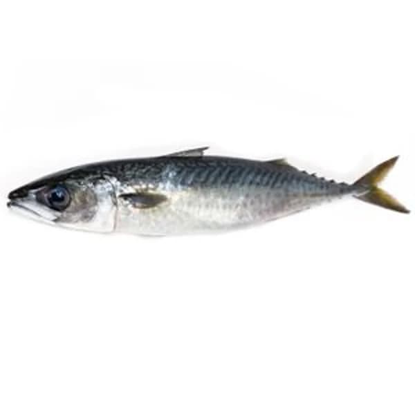 Caballa - 1.3 kg - Imagen del producto en Findit