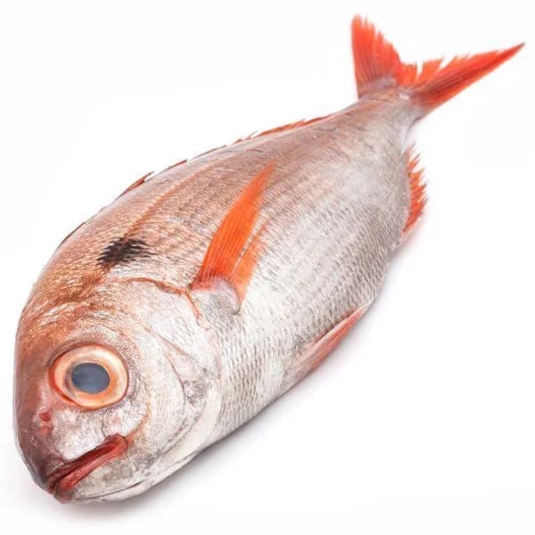 Besugo salvaje (1-1,5 kg), pieza al peso aprox. 1.2 kg - 1 ud - Imagen del producto en Findit