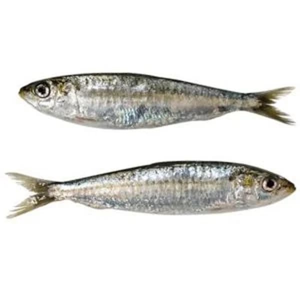 Sardina - 1 kg - Imagen del producto en Findit