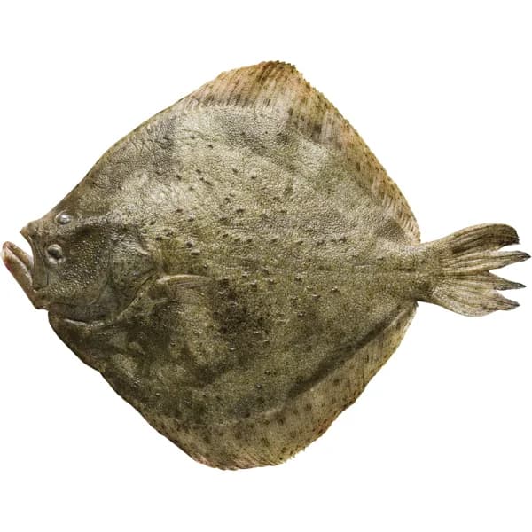 Rodaballo - 1.2 kg - Imagen del producto en Findit