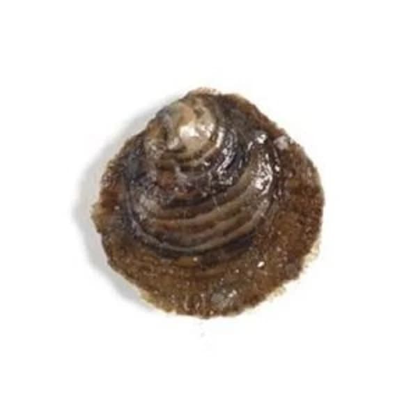 Ostra rugosa unidad (entrega fin de semana) - 0.58 ud - Imagen del producto en Findit