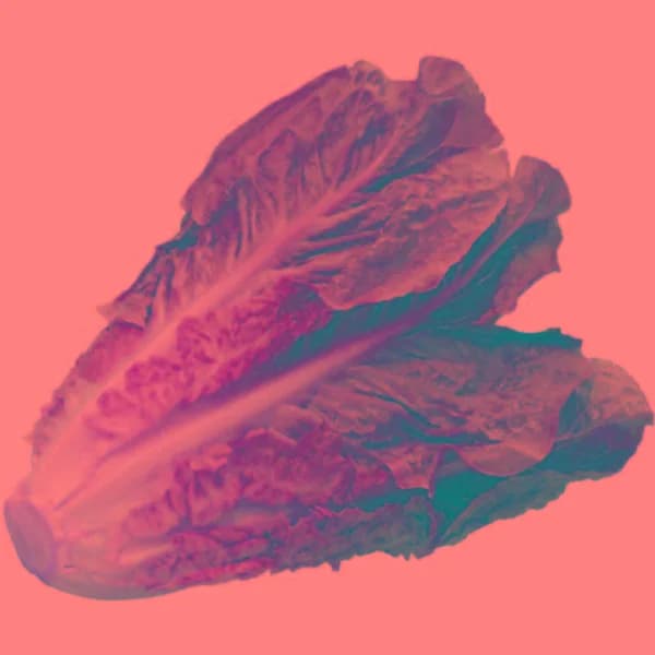 Lechuga Romana, unidad - 1 ud - Imagen del producto en Findit
