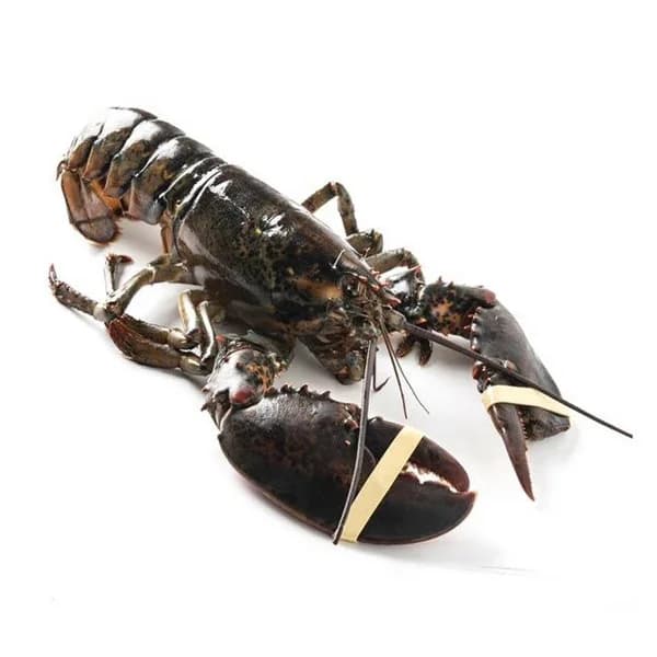 Bogavante de Canadá, pieza aprox. 500 g - 0.5 kg - Imagen del producto en Findit