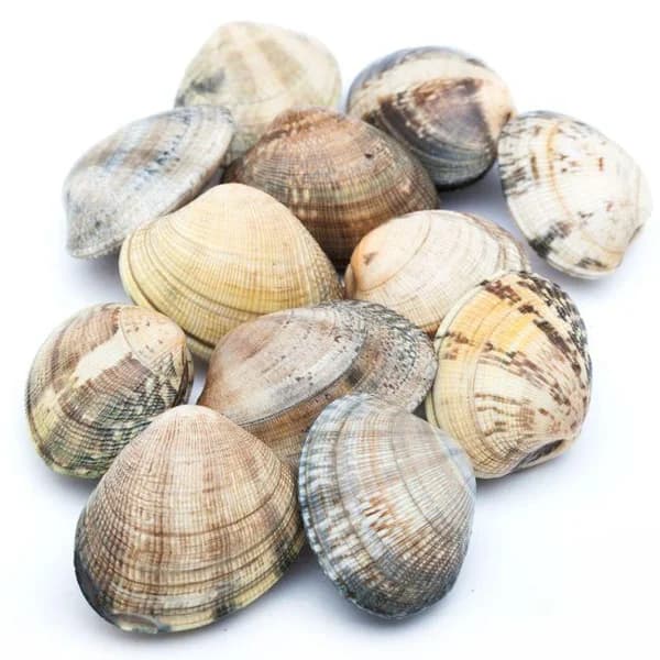 Almeja japónica marinera, al peso, compra mínima 500 g - 0.5 kg - Imagen del producto en Findit