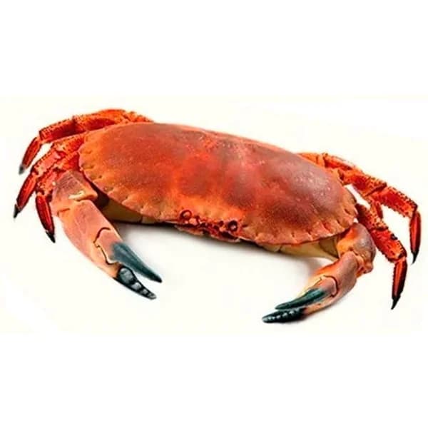 Buey fresco cocido, pieza aprox. 500 g - 0.5 kg - Imagen del producto en Findit