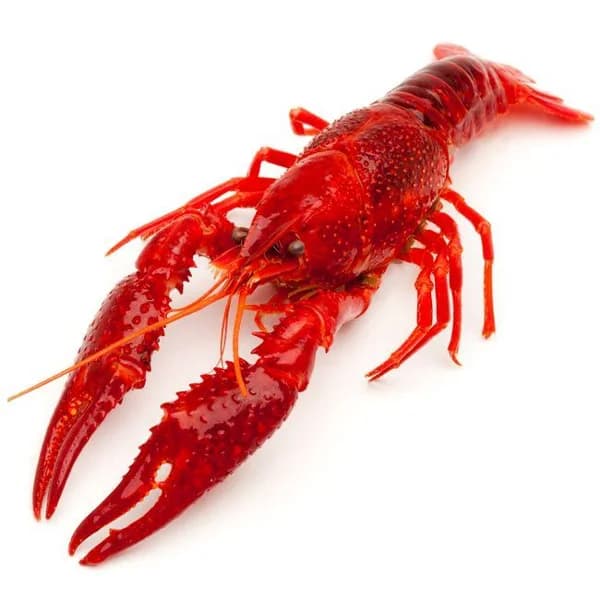 Cangrejo de rio cocido, al peso, compra mínima 500 g - 0.5 kg - Imagen del producto en Findit