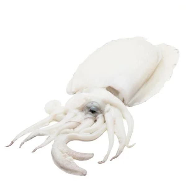 Sepia limpia, al peso, compra mínima 500 g - 0.5 kg - Imagen del producto en Findit