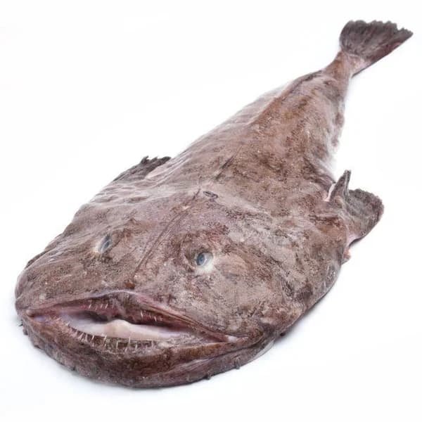 Rape entero y limpio (1-3 kg), pieza al peso aprox. 1.5 kg - 1.5 kg - Imagen del producto en Findit