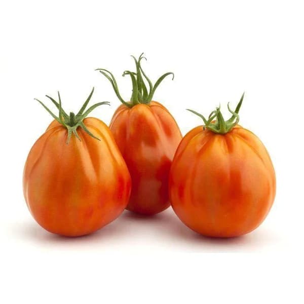 Tomate VOLLEY, al peso, compra mínima 500 g - 0.5 kg - Imagen del producto en Findit