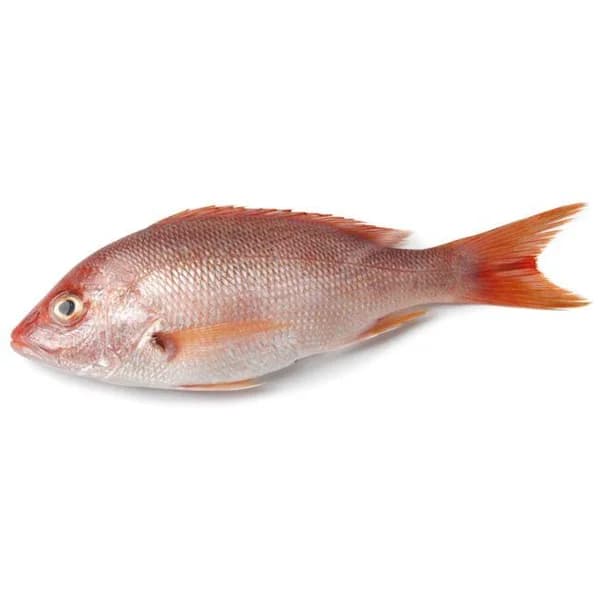 Pargo entero y limpio de crianza, al peso, compra mínima 800 g - 0.8 kg - Imagen del producto en Findit