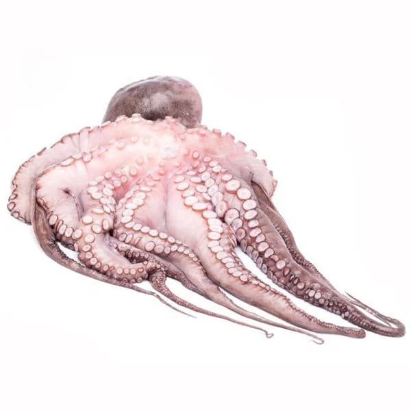 Pulpo grande, pieza al peso aprox. 2.5 kg - 2.5 kg - Imagen del producto en Findit