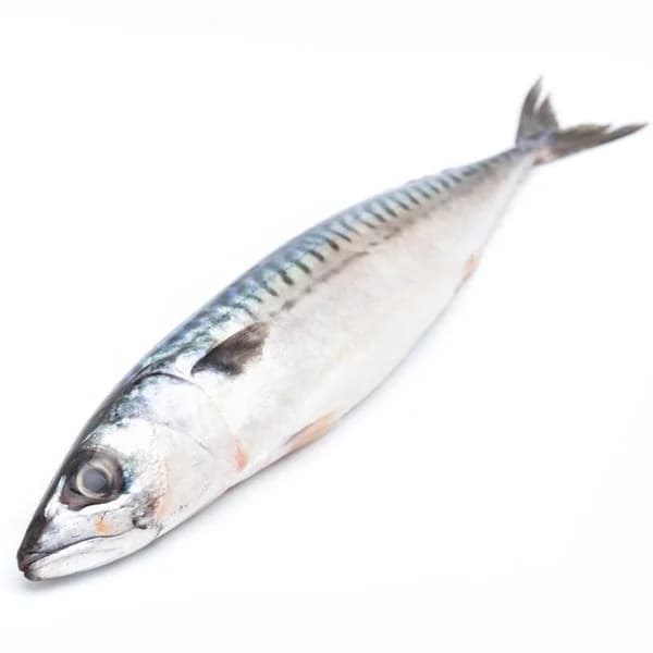 Caballa (200-500), pieza al peso aprox. 400 g - 1 ud - Imagen del producto en Findit