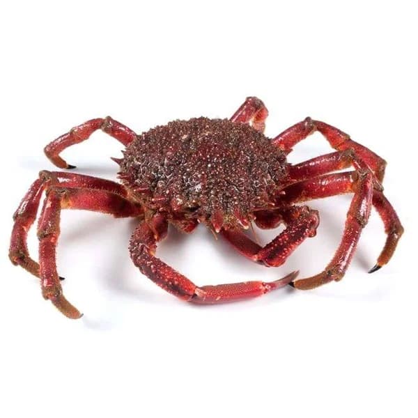 Centollo fresco cocido grande, pieza al peso aprox. 700 g - 0.7 kg - Imagen del producto en Findit