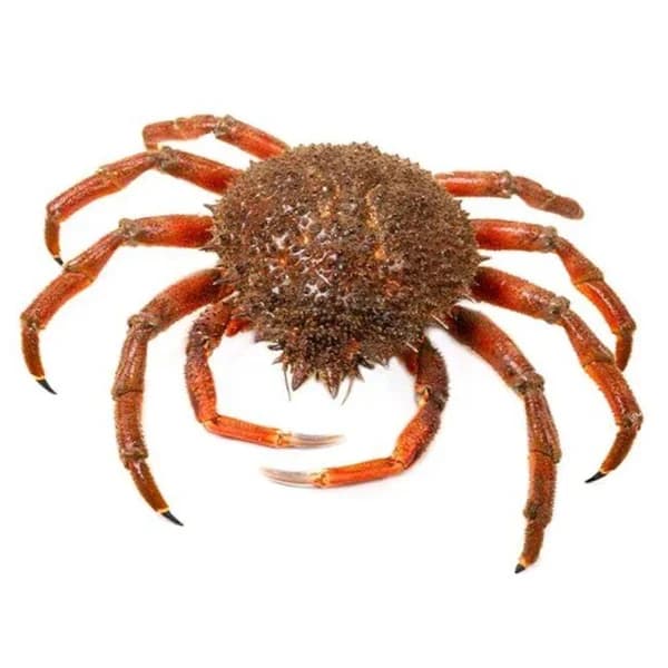 Centollo, pieza al peso, compra mínima 800 g - 0.8 kg - Imagen del producto en Findit