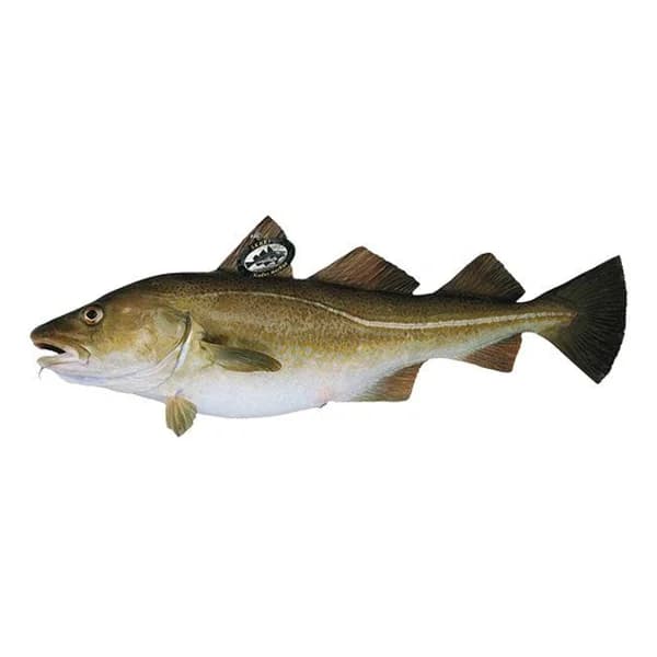 Bacalao Skrei 4-6 kg E.NATUR MSC, pieza al peso aprox. 5 kg - 1 ud - Imagen del producto en Findit