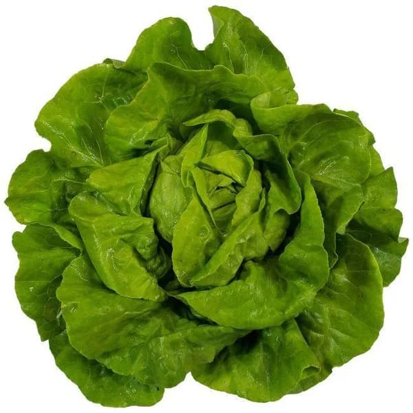 Lechuga Trocadero de Galicia, unidad, aprox. 200 g - 0.2 kg - Imagen del producto en Findit