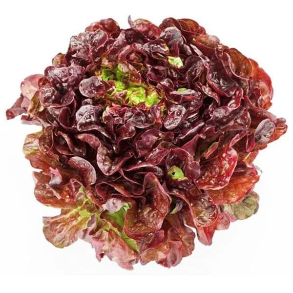 Lechuga hoja roure, 1u - 1 ud - Imagen del producto en Findit