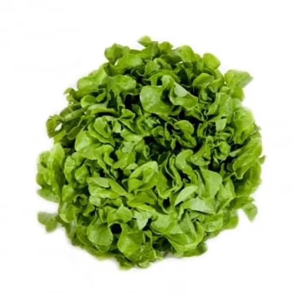 Hoja de roble verde Verduras Curro 200 g aprox - 1 ud - Imagen del producto en Findit