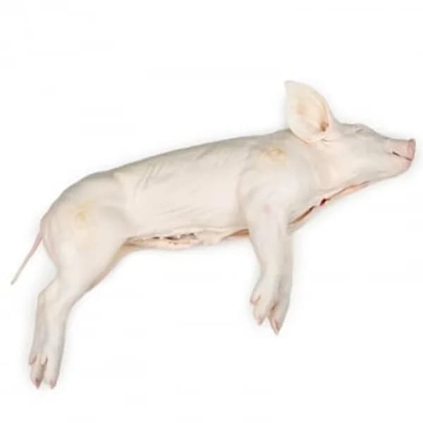 Cochinillo entero PorkyÁvila 4 kg apox - 4 kg - Imagen del producto en Findit