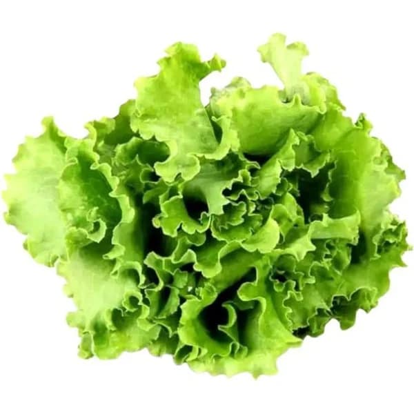 Escarola LA CONCA, 1 ud - 1 ud - Imagen del producto en Findit