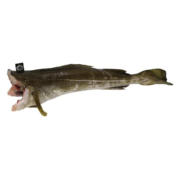 Bacalao Skrei  - Entero limpio - 1 ud - Imagen del producto en Findit