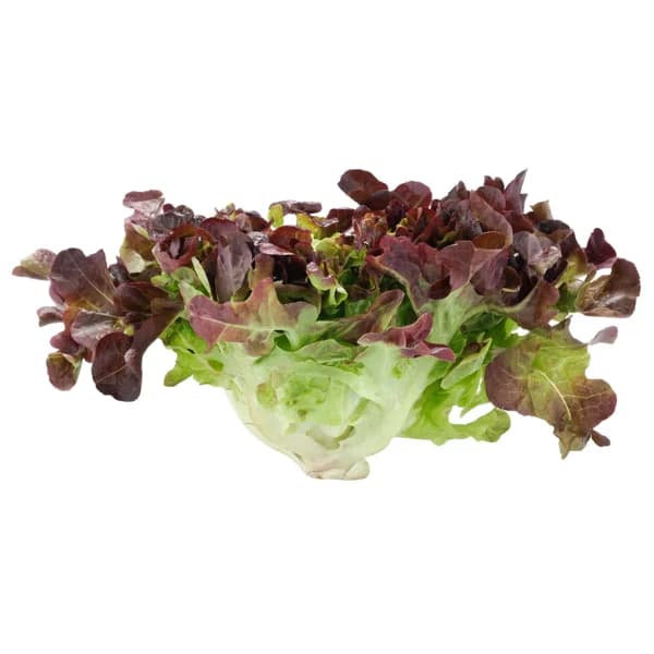 Lechuga hoja de roble roja 1 ud. - 0.15 kg - Imagen del producto en Findit