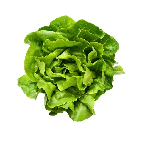 Lechuga Batavia - 1 ud - Imagen del producto en Findit