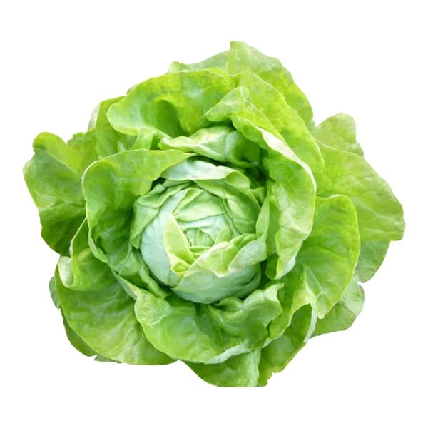 Lechuga trocadero 1 Unidad - 0.25 kg - Imagen del producto en Findit
