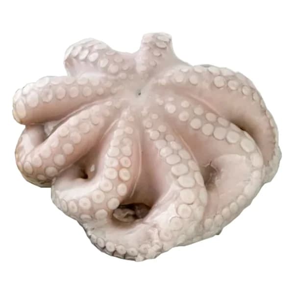 Pulpo entero pequeño crudo - 1 ud - Imagen del producto en Findit