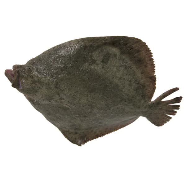 Rodaballo mostrador - Entero - 1 ud - Imagen del producto en Findit