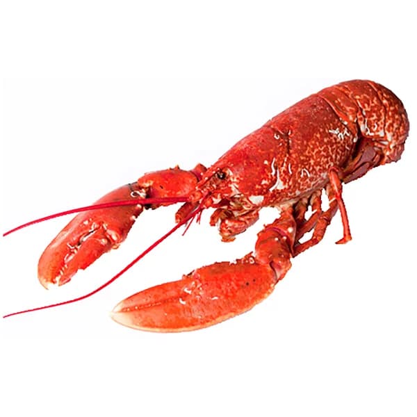 Bogavante cocido pieza. - 1 ud - Imagen del producto en Findit