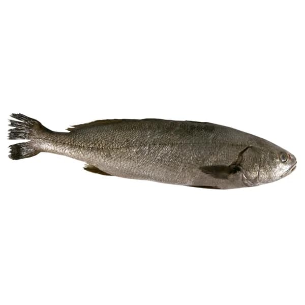 Corvina mostrador - Entera - 1 ud - Imagen del producto en Findit