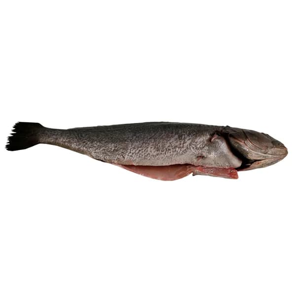 Corvina mostrador - Entera limpia - 1 ud - Imagen del producto en Findit