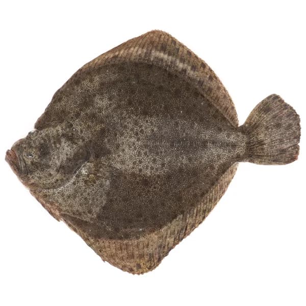 Rodaballo mostrador 600-800 g. - 1 ud - Imagen del producto en Findit