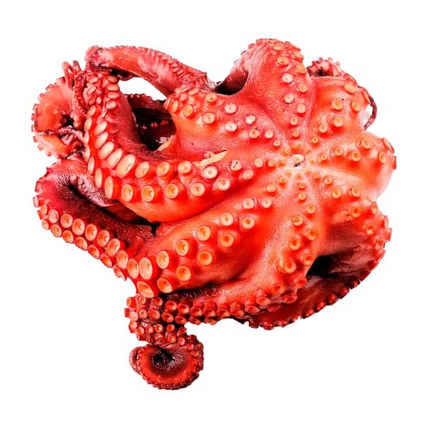 Pulpo cocido pieza - 1 ud - Imagen del producto en Findit