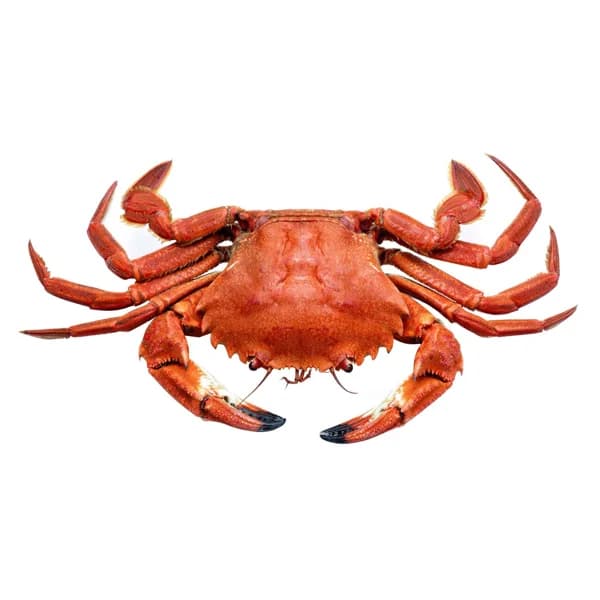 Nécora cocida grande - 1 ud - Imagen del producto en Findit