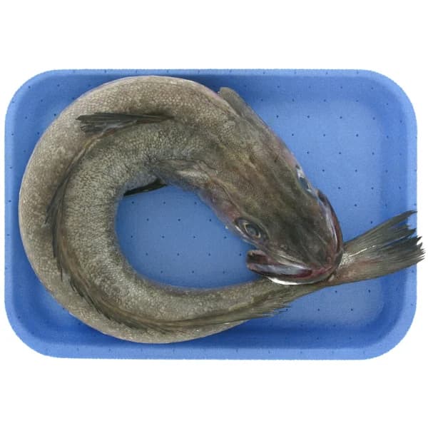 Pescadilla (pieza entera) - 1 ud - Imagen del producto en Findit