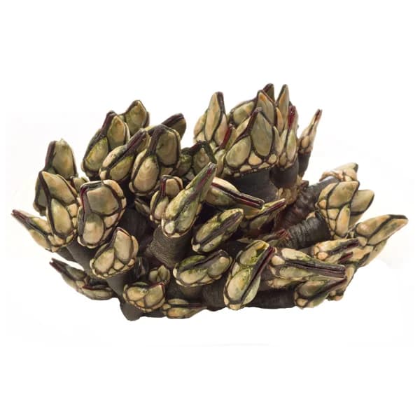 Percebe Gallego - 1 ud - Imagen del producto en Findit