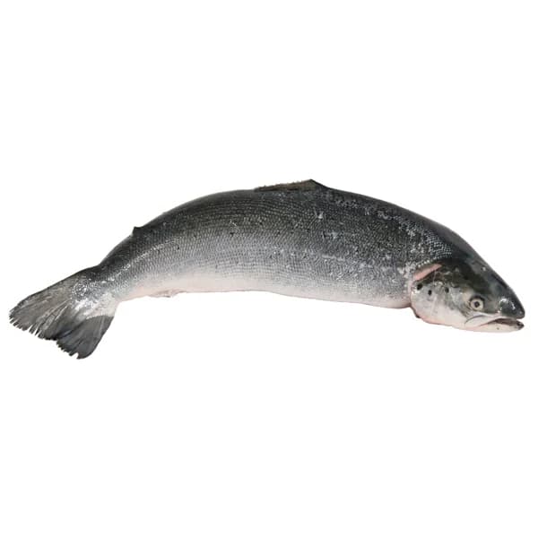 Salmón entero - Entero limpio - 1 ud - Imagen del producto en Findit