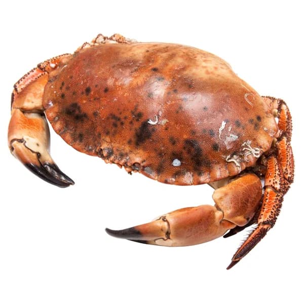 Buey de Mar cocido - 1 ud - Imagen del producto en Findit