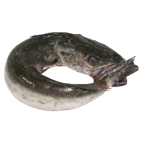 Merluza pincho de Celeiro mostrador - Entera - 1 ud - Imagen del producto en Findit
