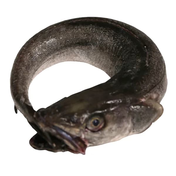 Merluza pincho de Celeiro mostrador - Entera limpia - 1 ud - Imagen del producto en Findit