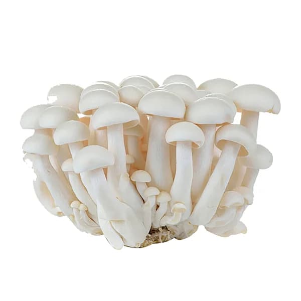 Shimeji blanco bandeja 150 g. - 0.15 kg - Imagen del producto en Findit