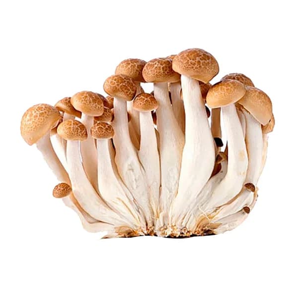 Shimeji marrón 150 g. - 0.15 kg - Imagen del producto en Findit