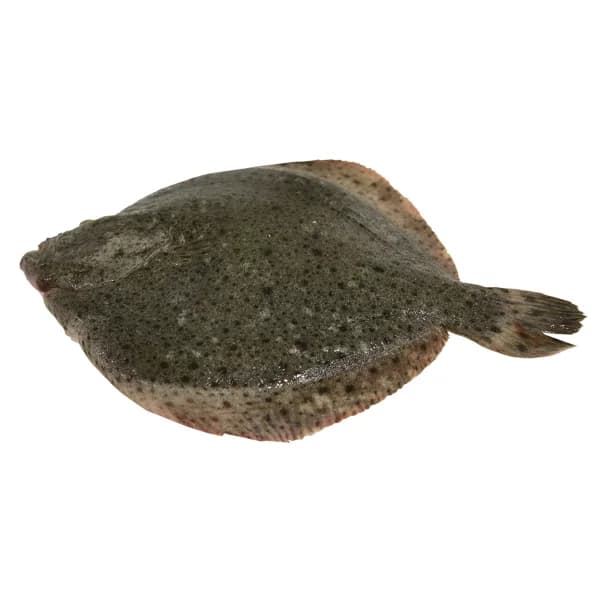 Rodaballo grande mostrador - Entero - 1 ud - Imagen del producto en Findit