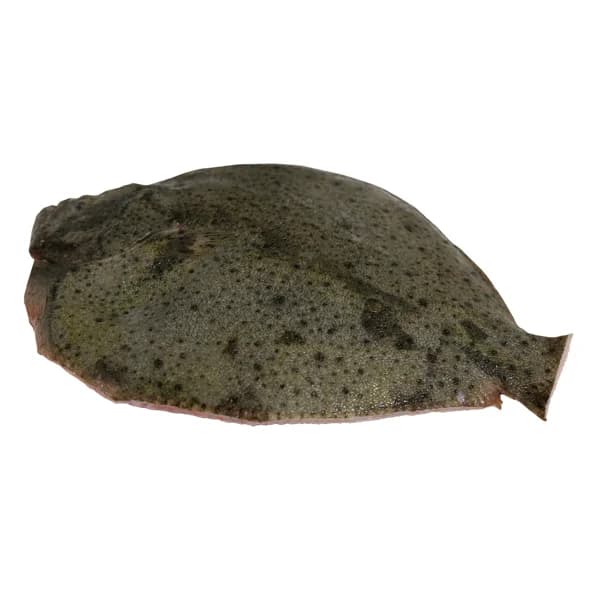 Rodaballo grande mostrador - Entero limpio - 1 ud - Imagen del producto en Findit