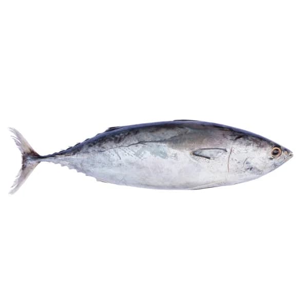 Bonito mostrador - Entero limpio - 1 ud - Imagen del producto en Findit