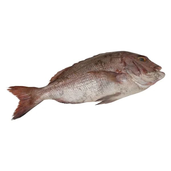 Pargo de cría mostrador - Entero - 1 ud - Imagen del producto en Findit