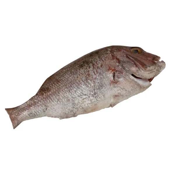 Pargo de cría mostrador - Entero limpio - 1 ud - Imagen del producto en Findit